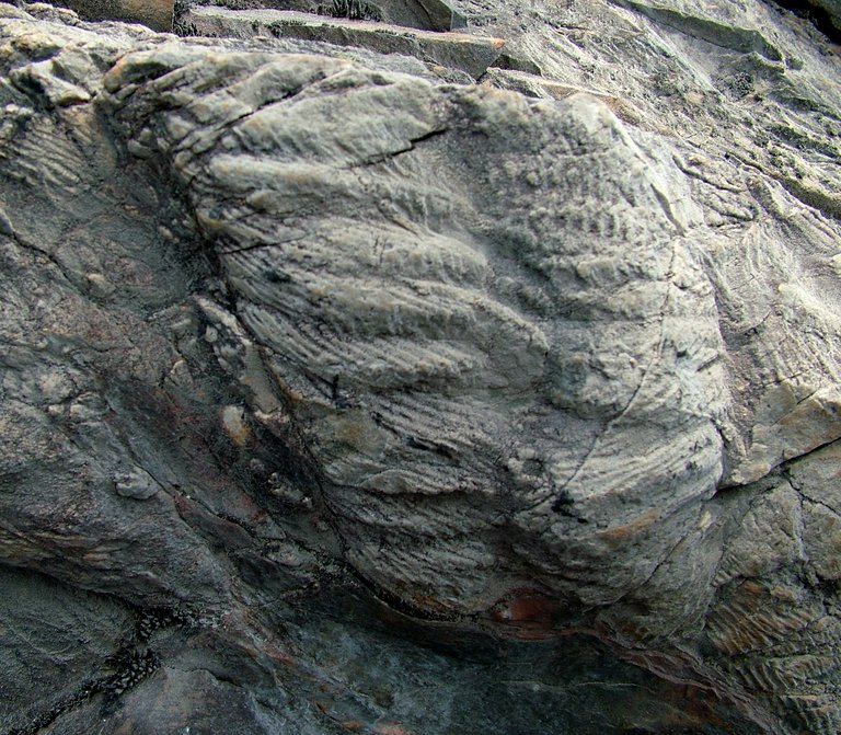 Icnofósseis da área de Meitriz