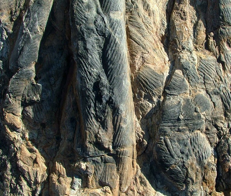 Icnofósseis da área de Vilarinho
