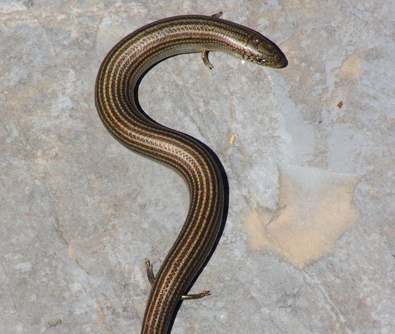 Cobra-de-pernas-tridáctila